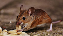 24 Hour & Emergency Exterminators in Sipesville, PA